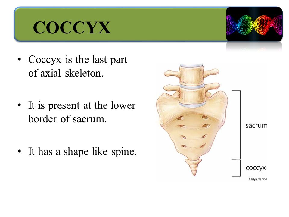 COCCYX Coccyx is the last part of axial skeleton. It is present at the lower border of sacrum.