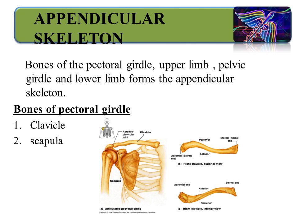 APPENDICULAR SKELETON Bones of the pectoral girdle, upper limb, pelvic girdle and lower limb forms the appendicular skeleton.