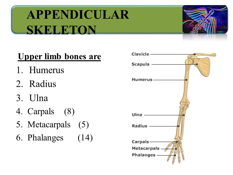 APPENDICULAR SKELETON Upper limb bones are 1.Humerus 2.Radius 3.Ulna 4.