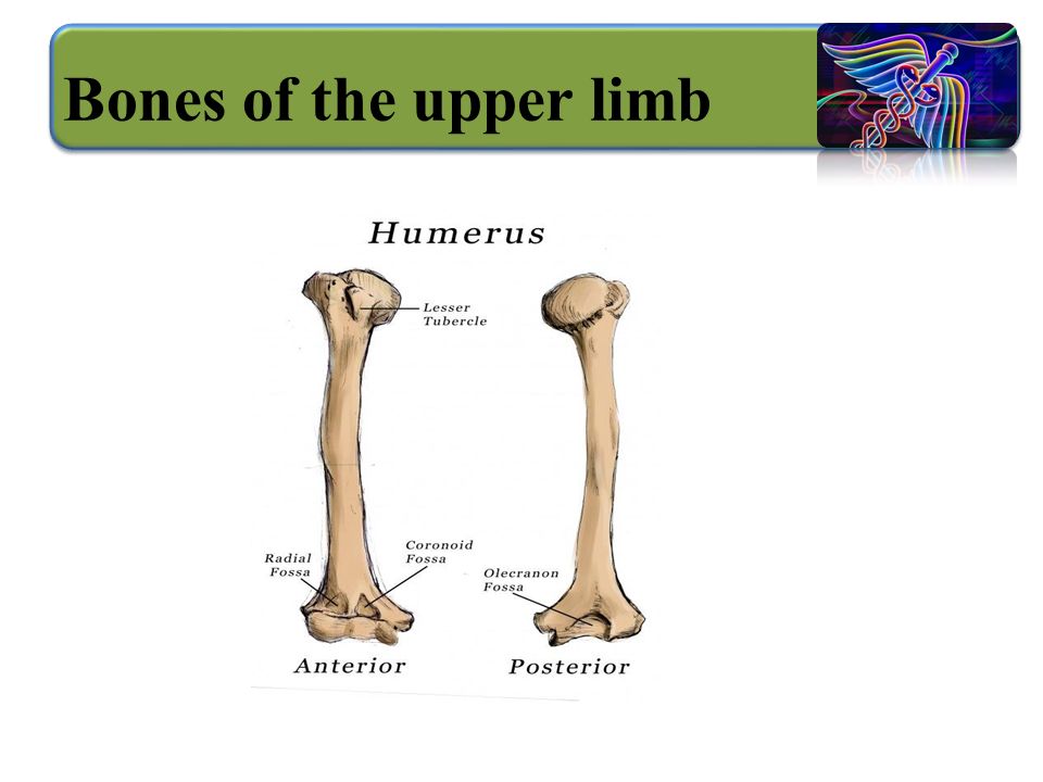 Bones of the upper limb
