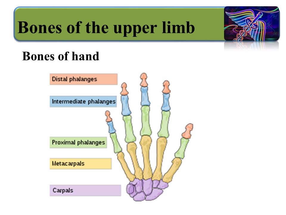 Bones of the upper limb Bones of hand
