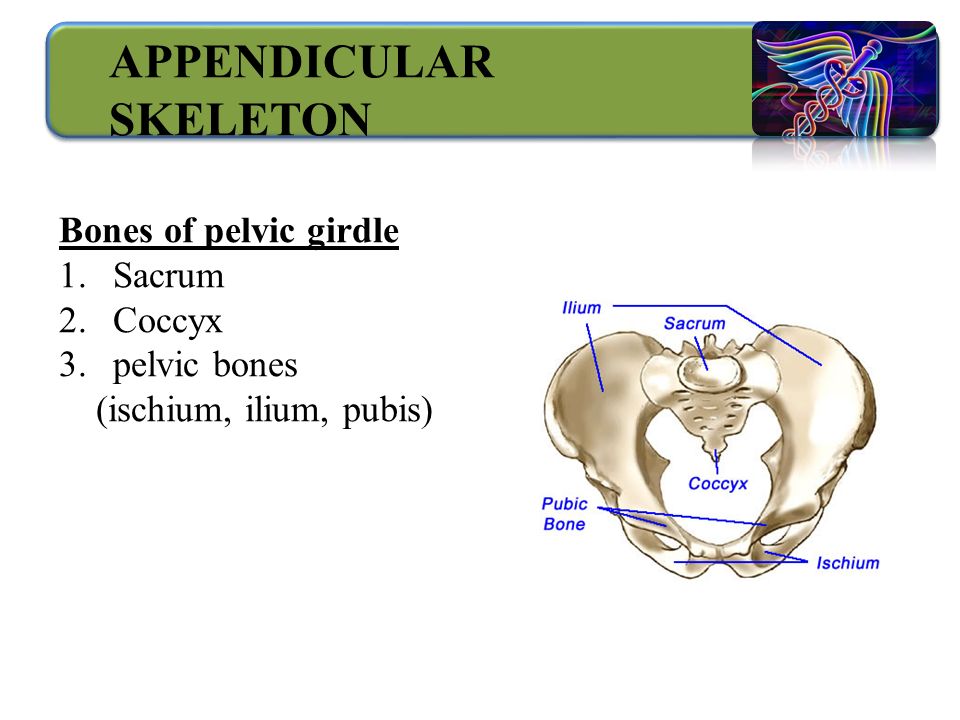 Bones of pelvic girdle 1.Sacrum 2.Coccyx 3.pelvic bones (ischium, ilium, pubis) APPENDICULAR SKELETON