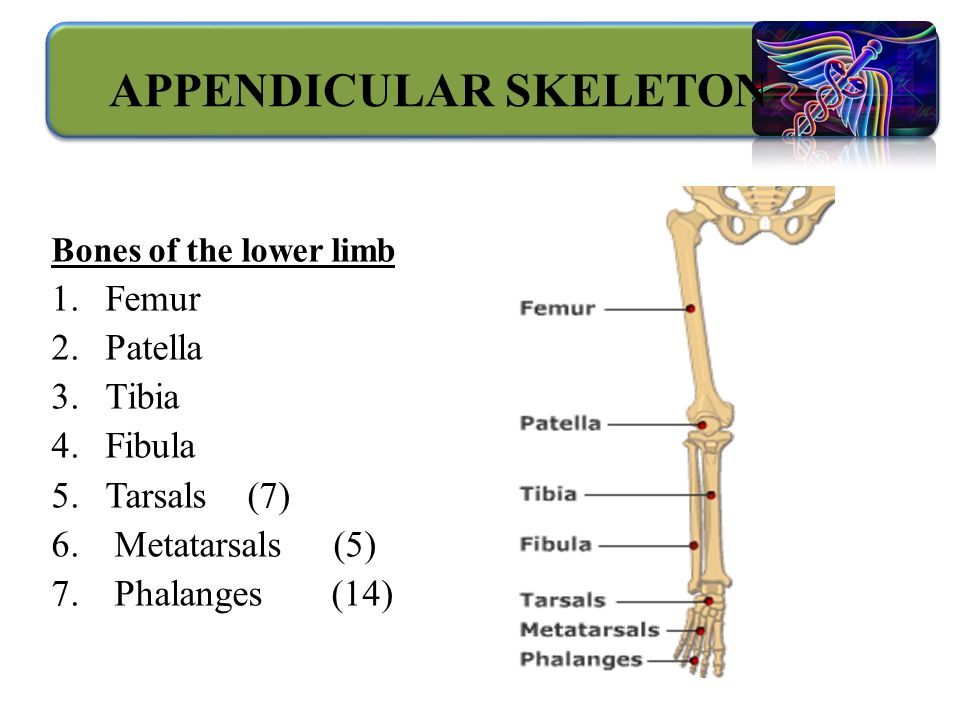 Bones of the lower limb 1.Femur 2.Patella 3.Tibia 4.Fibula 5.Tarsals (7) 6.