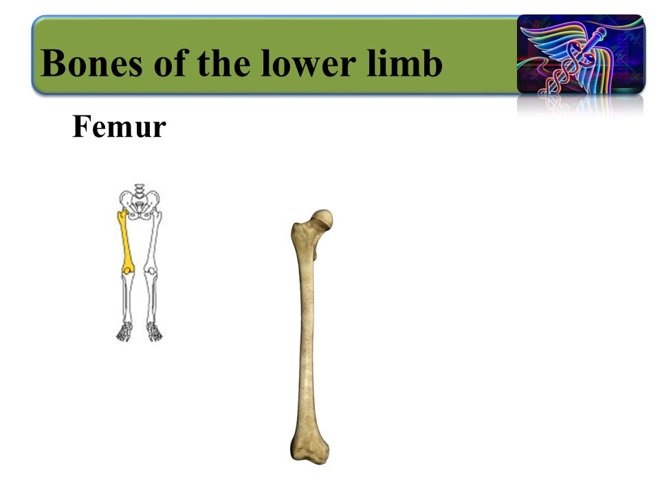 Bones of the lower limb Femur