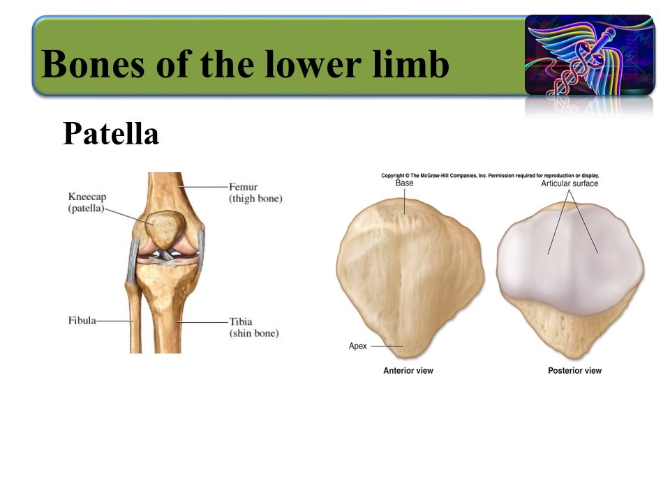 Bones of the lower limb Patella
