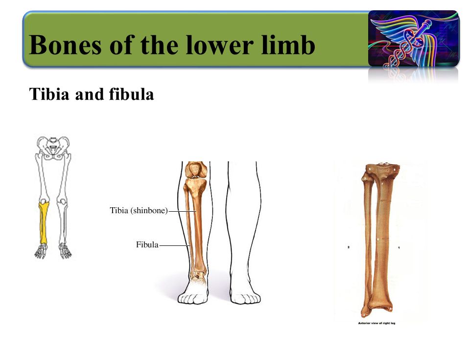 Bones of the lower limb Tibia and fibula