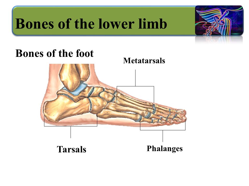 Tarsals Phalanges Metatarsals Bones of the foot Bones of the lower limb