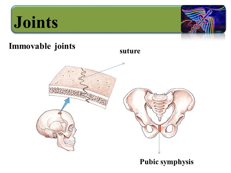 suture Pubic symphysis Immovable joints Joints
