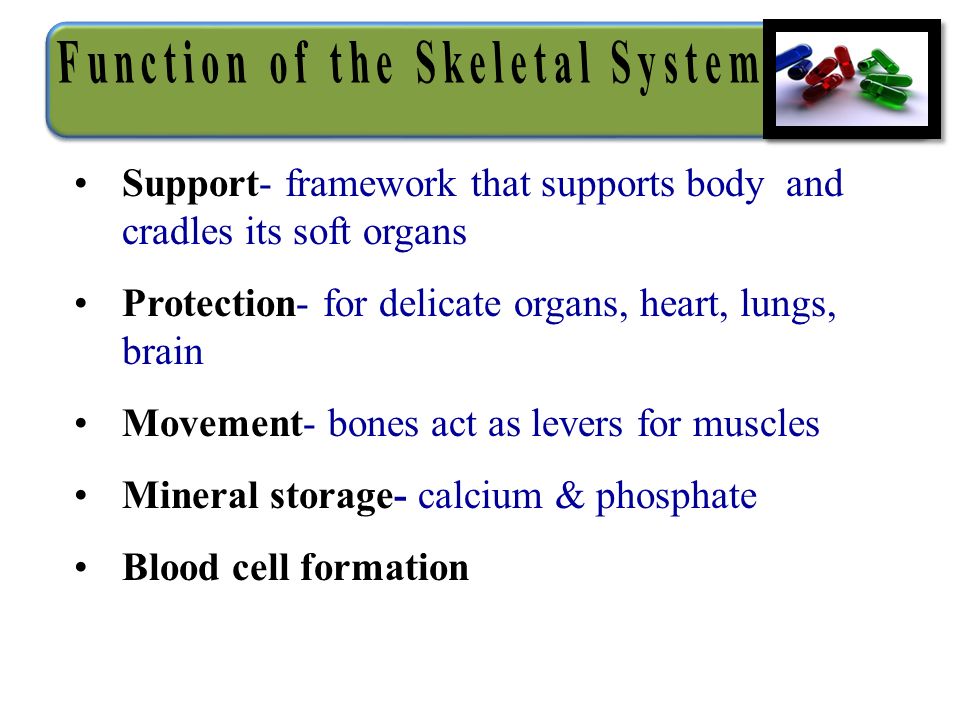 Support- framework that supports body and cradles its soft organs Protection- for delicate organs, heart, lungs, brain Movement- bones act as levers for muscles Mineral storage- calcium & phosphate Blood cell formation