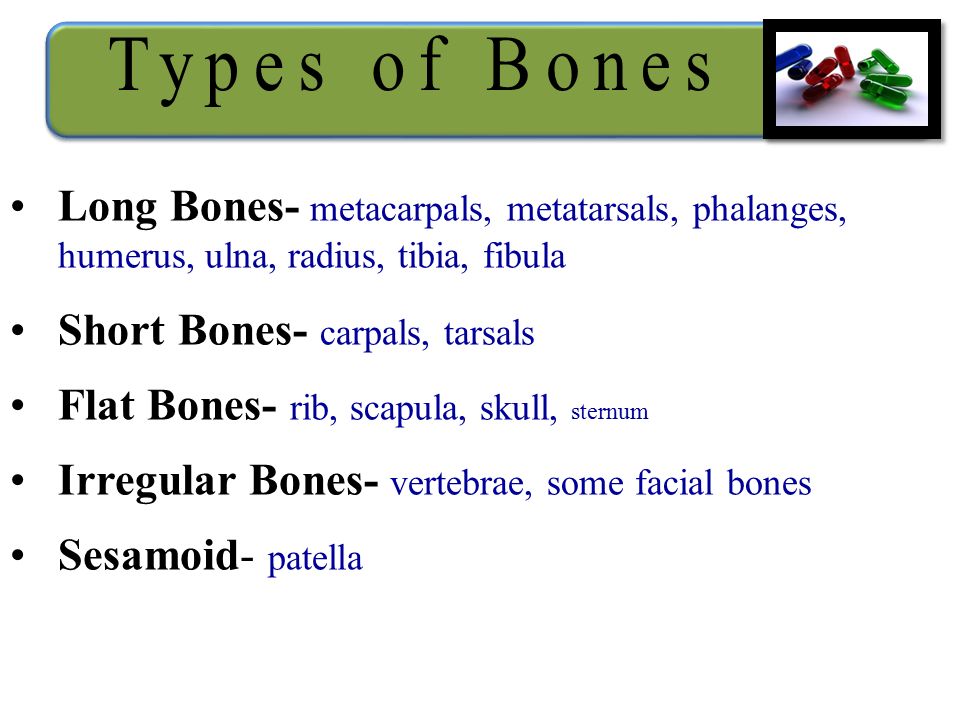 Long Bones- metacarpals, metatarsals, phalanges, humerus, ulna, radius, tibia, fibula Short Bones- carpals, tarsals Flat Bones- rib, scapula, skull, sternum Irregular Bones- vertebrae, some facial bones Sesamoid- patella