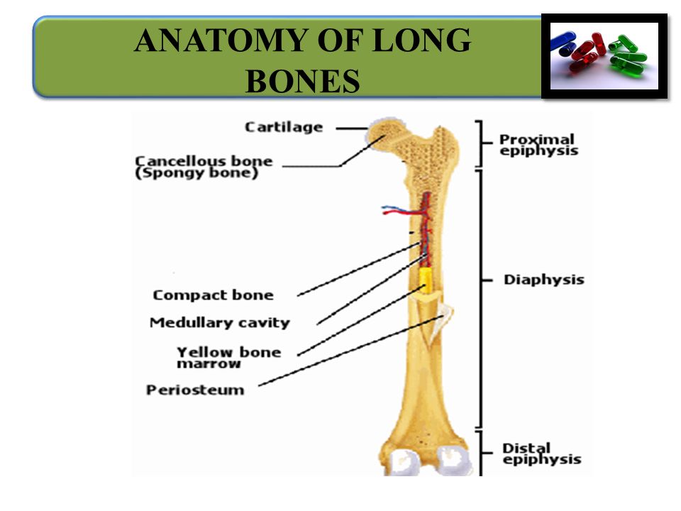 ANATOMY OF LONG BONES