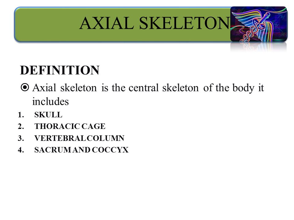 AXIAL SKELETON DEFINITION  Axial skeleton is the central skeleton of the body it includes 1.