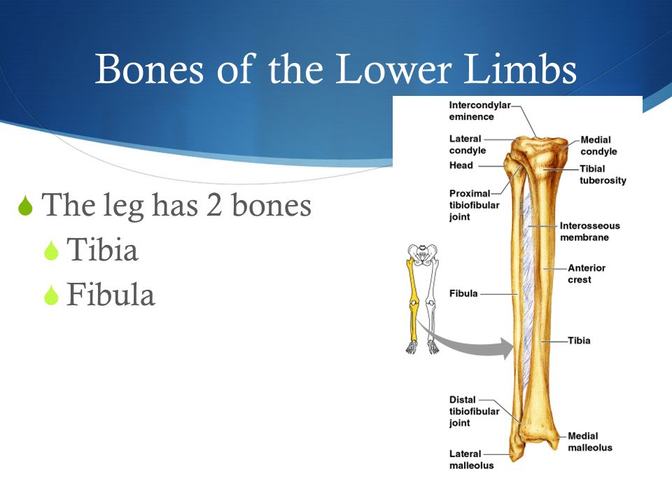 Bones of the Lower Limbs  The leg has 2 bones  Tibia  Fibula