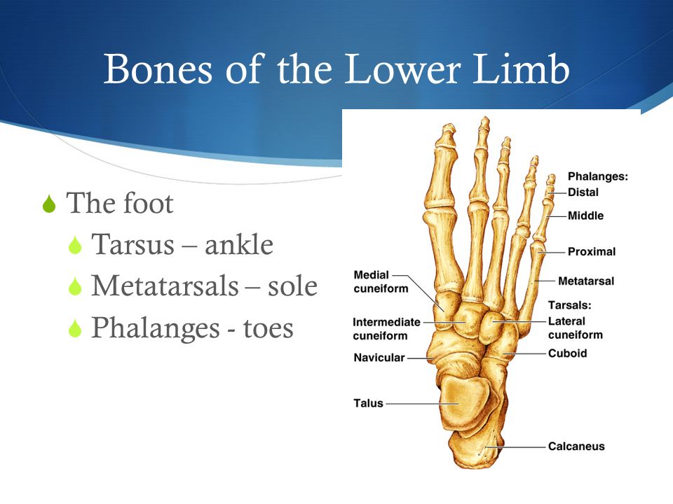 Bones of the Lower Limb  The foot  Tarsus – ankle  Metatarsals – sole  Phalanges - toes