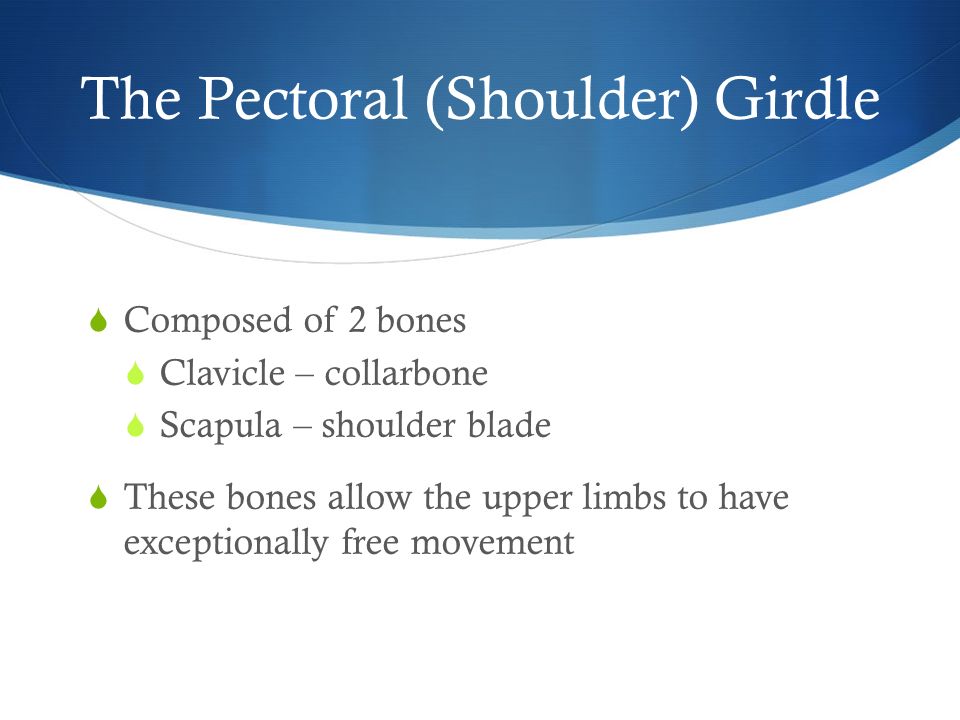 The Pectoral (Shoulder) Girdle  Composed of 2 bones  Clavicle – collarbone  Scapula – shoulder blade  These bones allow the upper limbs to have exceptionally free movement