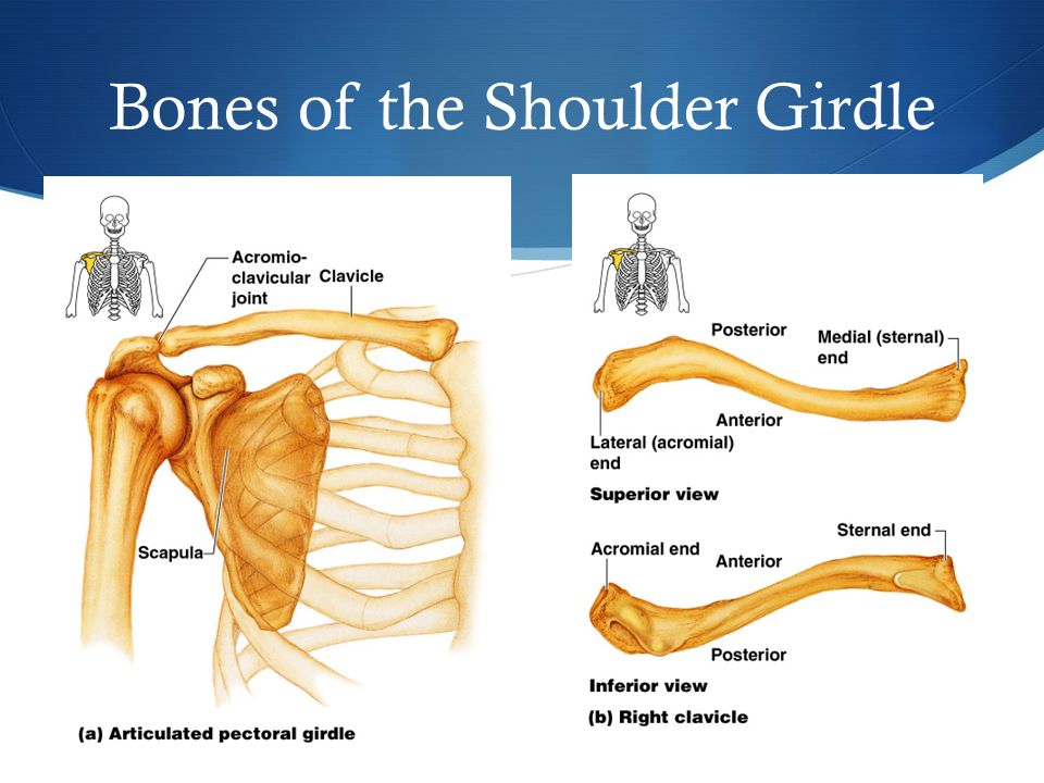 Bones of the Shoulder Girdle