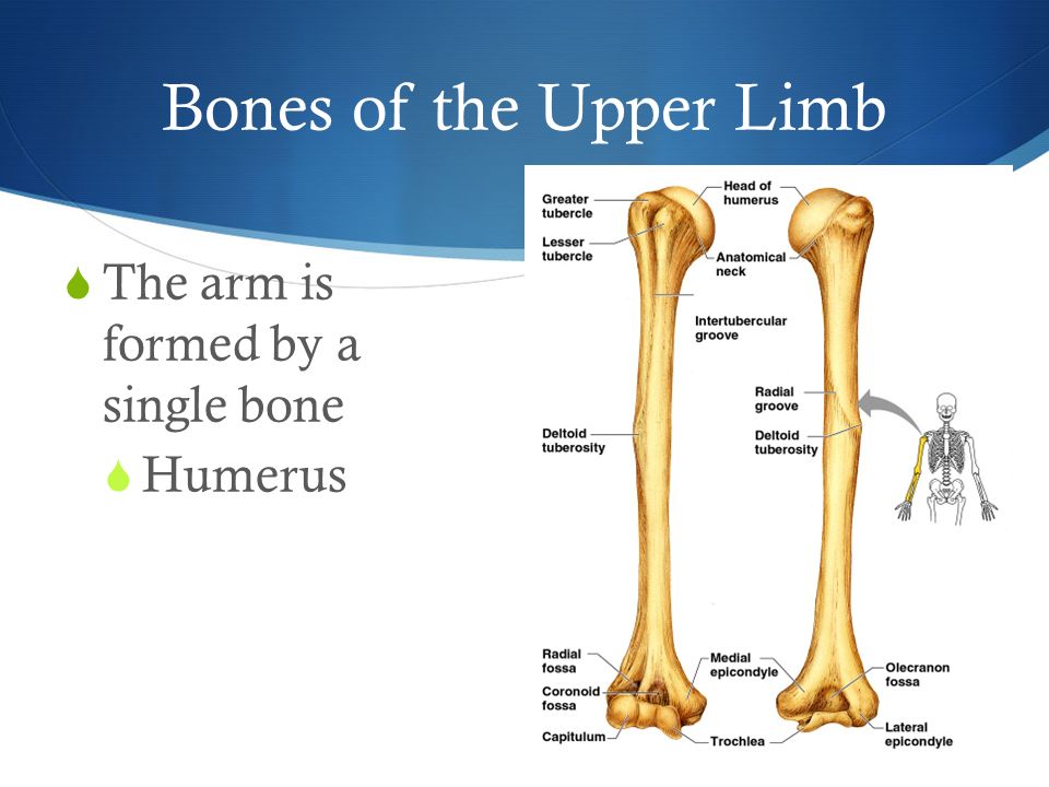 Bones of the Upper Limb  The arm is formed by a single bone  Humerus