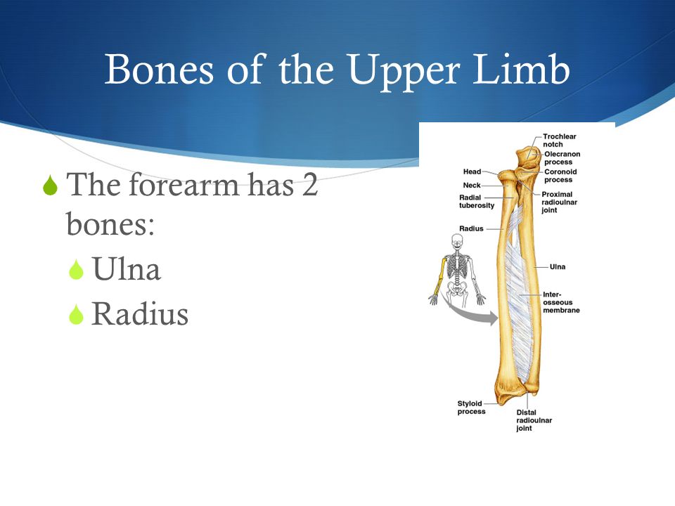 Bones of the Upper Limb  The forearm has 2 bones:  Ulna  Radius