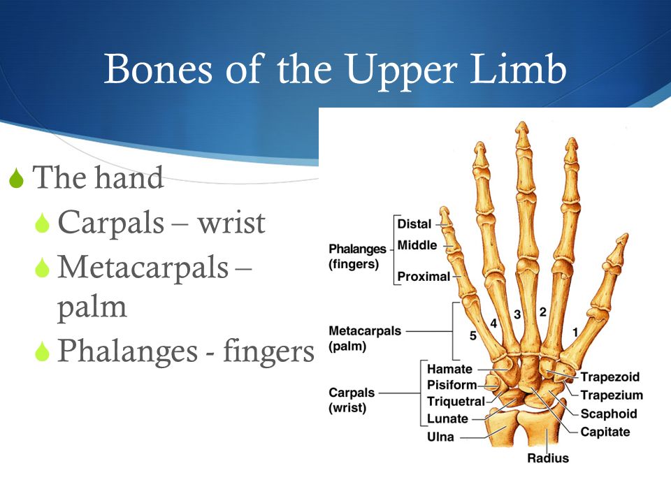 Bones of the Upper Limb  The hand  Carpals – wrist  Metacarpals – palm  Phalanges - fingers
