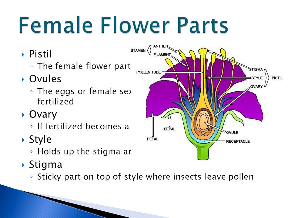 Be a flower kusuriya. Parts of Flower. Flower structure. Female Part of the Flower. Parts of the Flower in English.