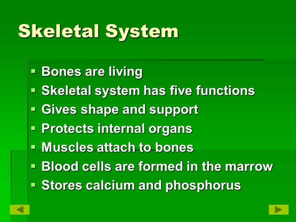 Skeletal System  Bones are living  Skeletal system has five functions  Gives shape and support  Protects internal organs  Muscles attach to bones  Blood cells are formed in the marrow  Stores calcium and phosphorus