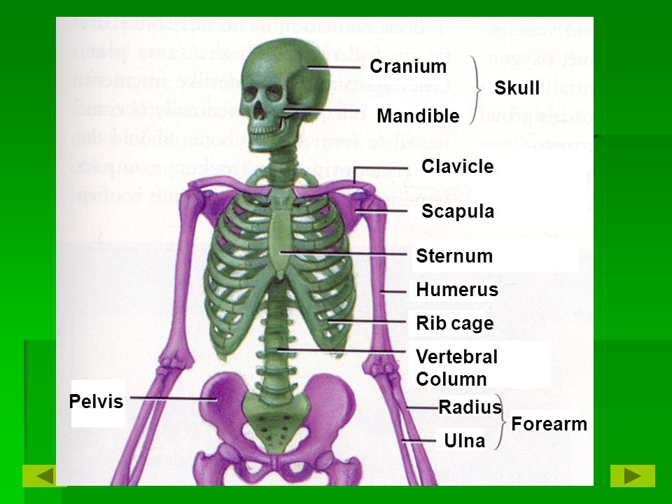 Cranium Mandible Skull Clavicle Scapula Sternum Humerus Rib cage Vertebral Column Radius Ulna Forearm Pelvis