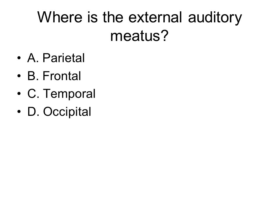 Where is the external auditory meatus A. Parietal B. Frontal C. Temporal D. Occipital