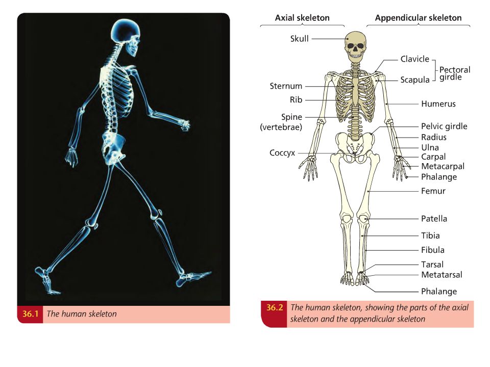 Supports bones. Скелет с номерами. Титановый скелет для человека. Skeleton Bones names. Скелет перевести.