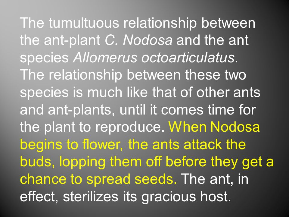 The tumultuous relationship between the ant-plant C.