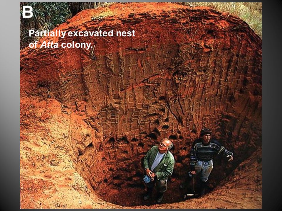 Partially excavated nest of Atta colony.