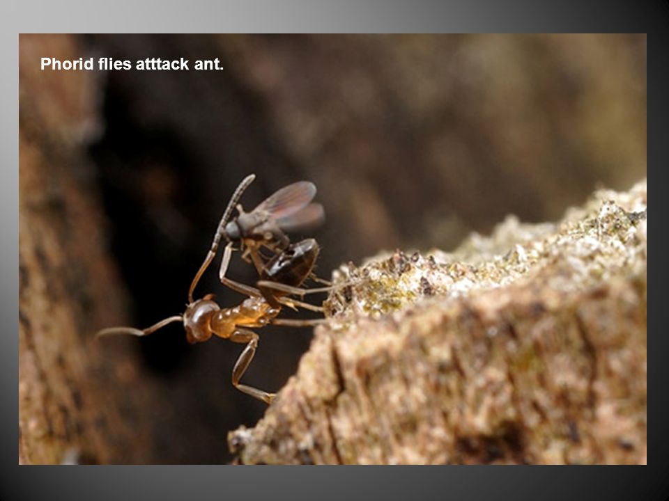 Phorid flies atttack ant.