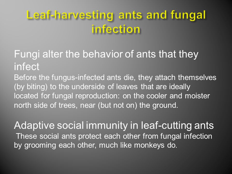 Fungi alter the behavior of ants that they infect Before the fungus-infected ants die, they attach themselves (by biting) to the underside of leaves that are ideally located for fungal reproduction: on the cooler and moister north side of trees, near (but not on) the ground.