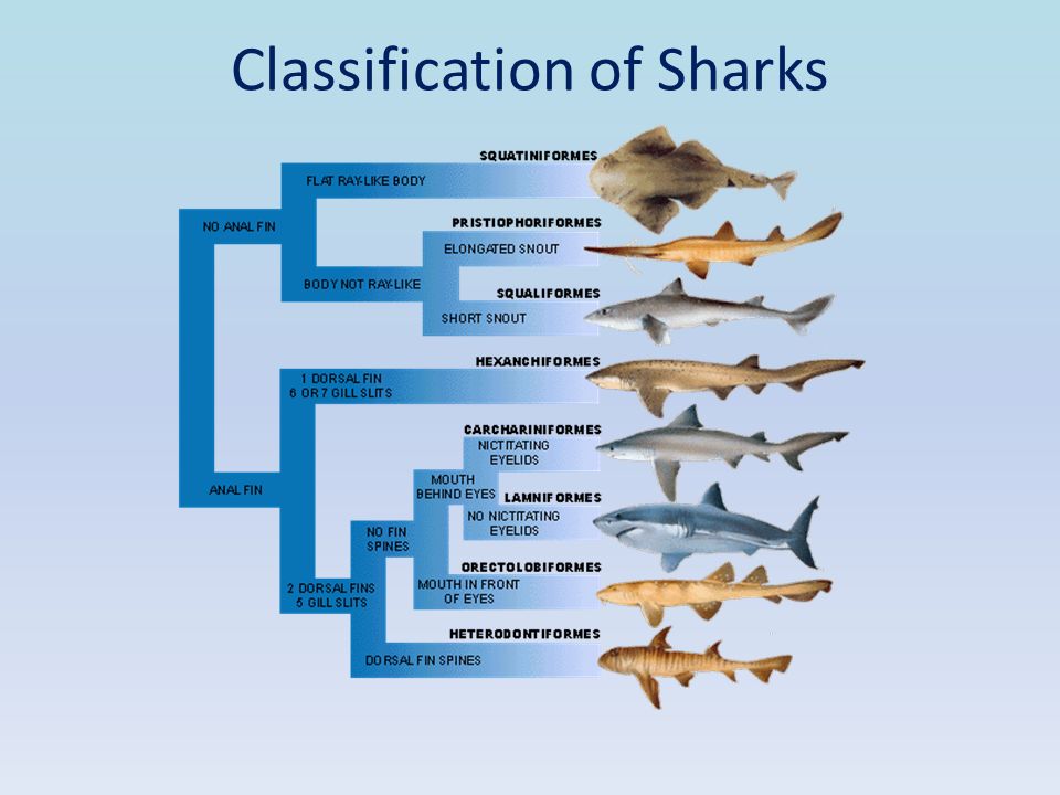 dogfish classification