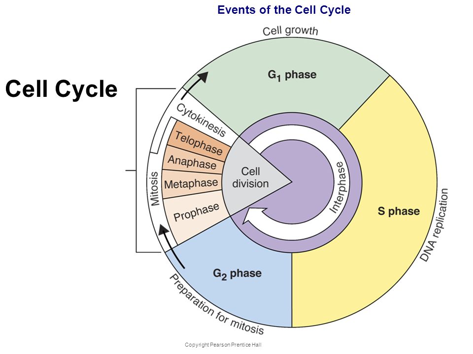 copyright pearson prentice hall cell division ppt download copyright pearson prentice hall cell cycle events of the cell cycle