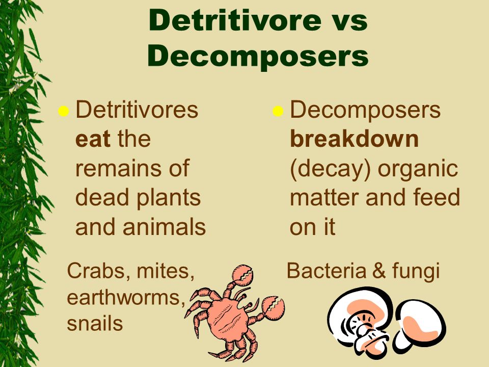 Image result for decomposer and detritivore