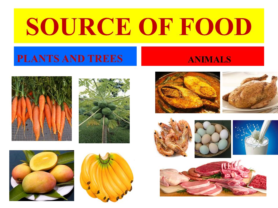 SOURCE OF FOOD PLANTS AND TREES ANIMALS