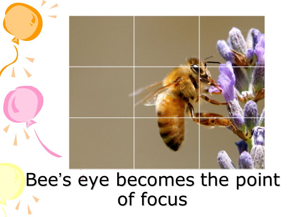 Bee ’ s eye becomes the point of focus