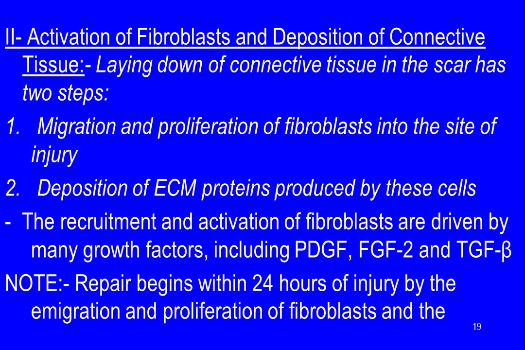 II- Activation of Fibroblasts and Deposition of Connective Tissue: - Laying down of connective tissue in the scar has two steps: 1.