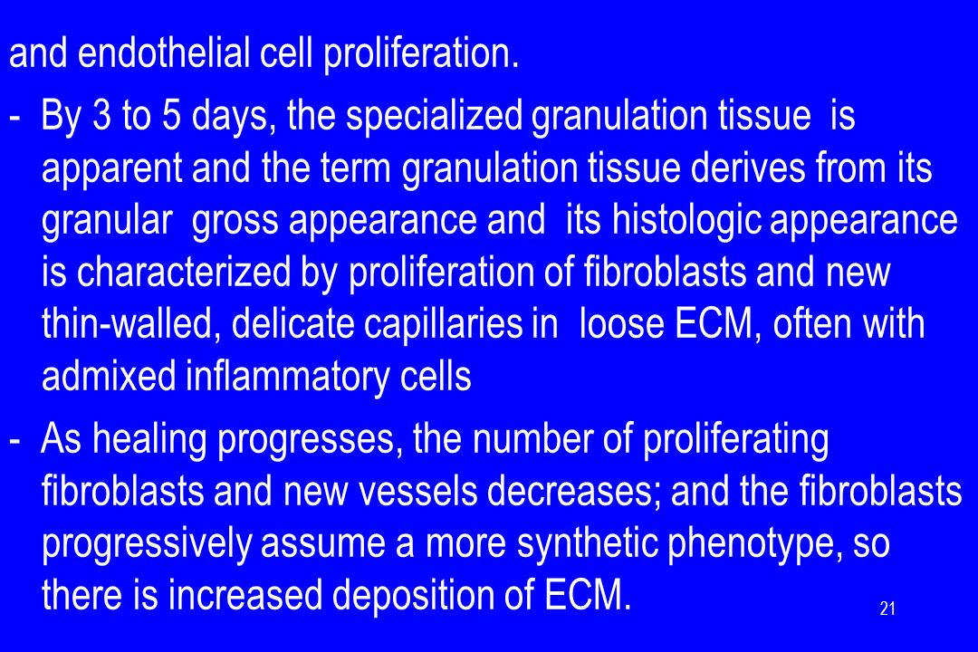 and endothelial cell proliferation.