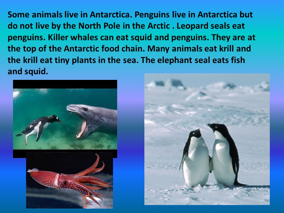 We are learning about the Antarctic habitat. In Antarctica the weather is  cold all the time. It is beautiful. In summer the ocean melts, but only  very. - ppt download