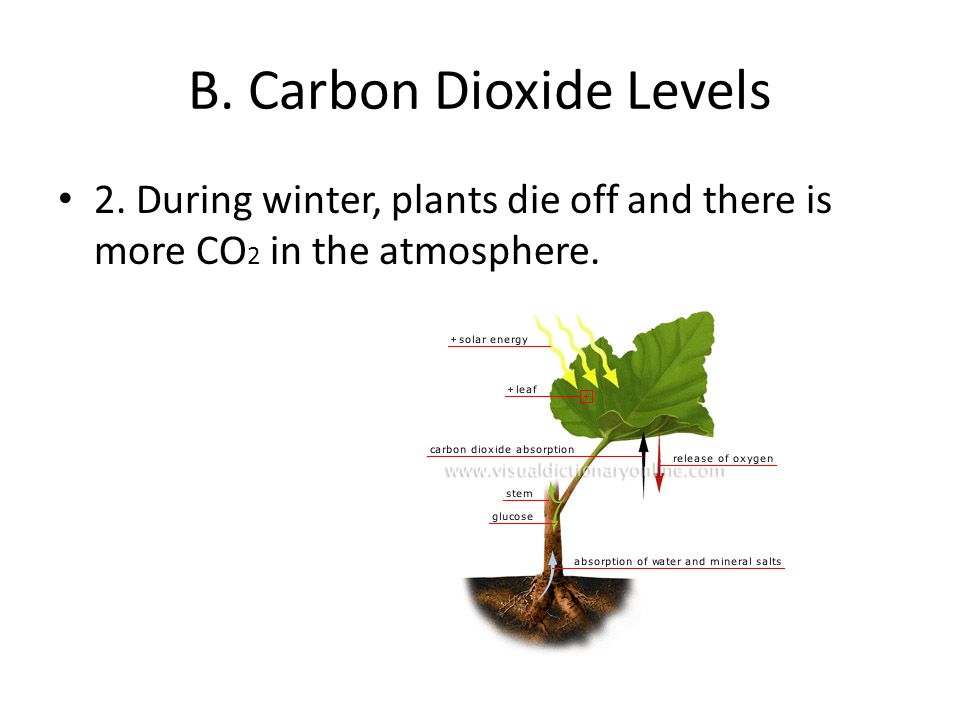 B. Carbon Dioxide Levels 2. During winter, plants die off and there is more CO 2 in the atmosphere.