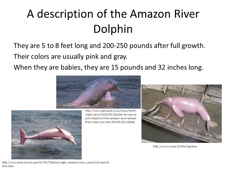 Amazon River Dolphin Ppt Download