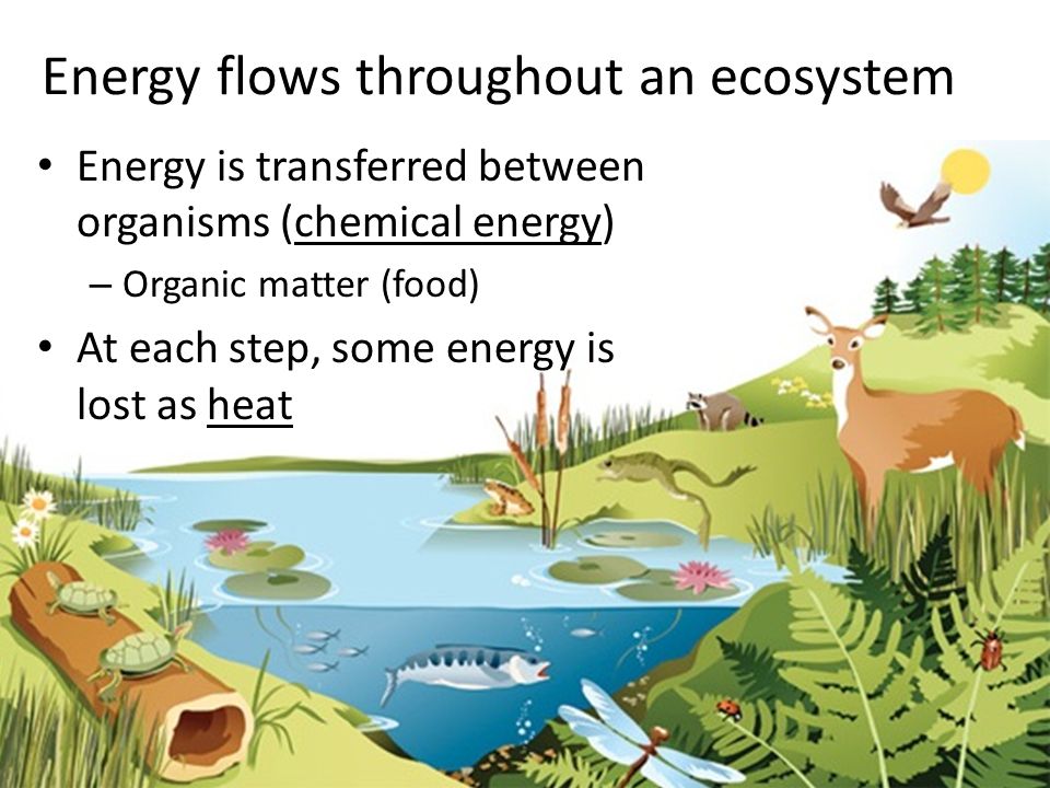 Ecosystems: Interactions, Energy and Dynamics. Ecosystem An open system ...