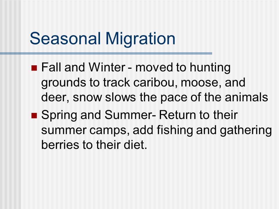 Seasonal Migration Fall and Winter - moved to hunting grounds to track caribou, moose, and deer, snow slows the pace of the animals Spring and Summer- Return to their summer camps, add fishing and gathering berries to their diet.