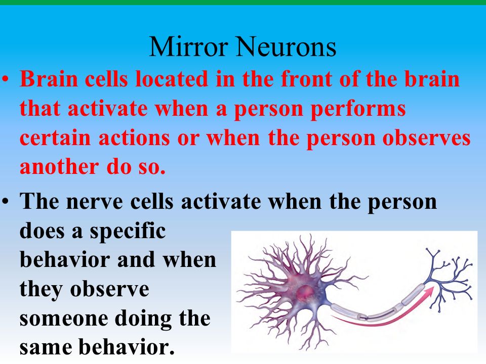 Mirror Neurons Brain cells located in the front of the brain that activate when a person performs certain actions or when the person observes another do so.
