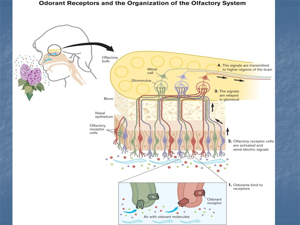 Special Senses Special Senses Chapter 15. Olfactory: Olfactory: Small ...