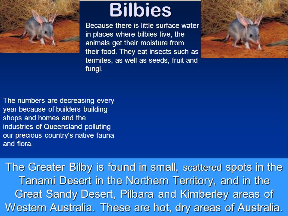 Endangered Animals Created by Robert and Amy. Bilbies The Greater Bilby is  found in small, scattered spots in the Tanami Desert in the Northern  Territory, - ppt download