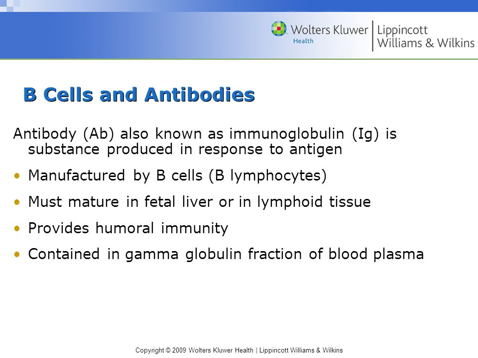 Copyright © 2009 Wolters Kluwer Health | Lippincott Williams & Wilkins B Cells and Antibodies Antibody (Ab) also known as immunoglobulin (Ig) is substance produced in response to antigen Manufactured by B cells (B lymphocytes) Must mature in fetal liver or in lymphoid tissue Provides humoral immunity Contained in gamma globulin fraction of blood plasma
