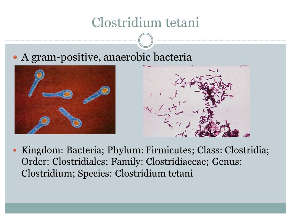 Clostridium tetani A gram-positive, anaerobic bacteria Kingdom: Bacteria; Phylum: Firmicutes; Class: Clostridia; Order: Clostridiales; Family: Clostridiaceae; Genus: Clostridium; Species: Clostridium tetani