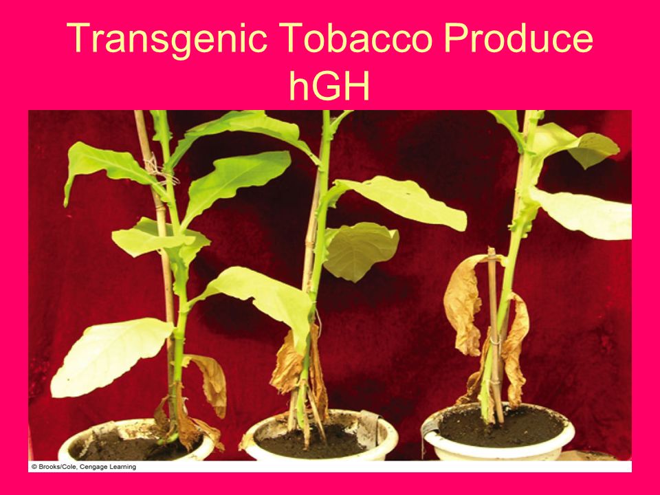 Transgenic Organisms PLANTS 1.disease-resistant and insect-resistant crops 2.
